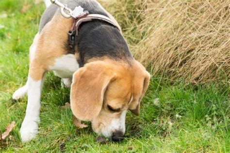 mange du caca|Coprophagie : mon chien mange des crottes, que faire